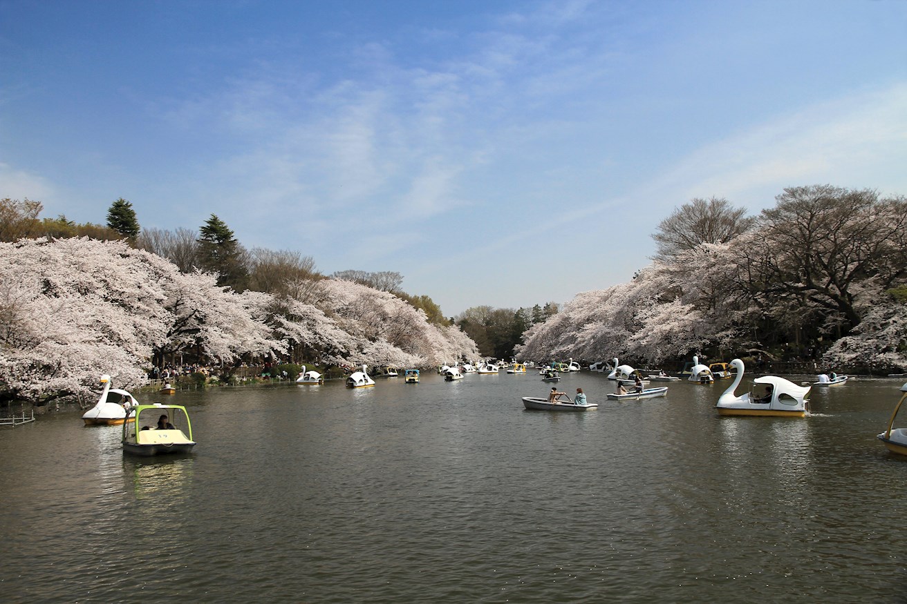 グレイス井の頭 公園：井の頭恩賜公園　124m